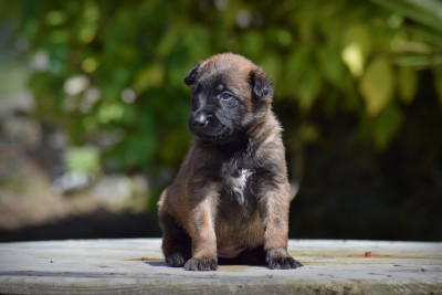 CHIOT 6