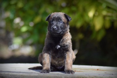 CHIOT 7