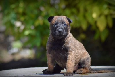 CHIOT 9