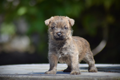 Chiot N°1