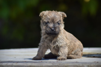 Chiot N°2