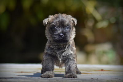 Chiot N°3