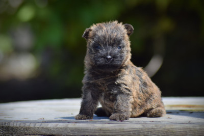 Chiot N°4