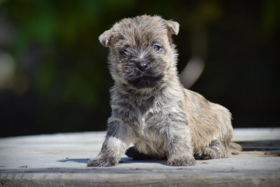 Chiot N°5