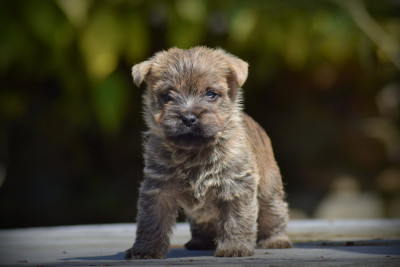 Chiot N°6