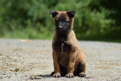 CHIOT 5