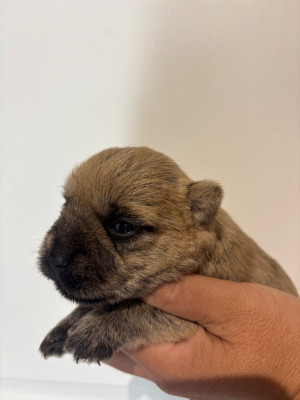 Chiot N°2