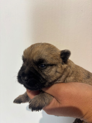 Chiot N°1