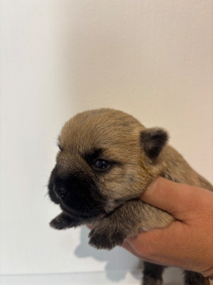 Chiot N°4