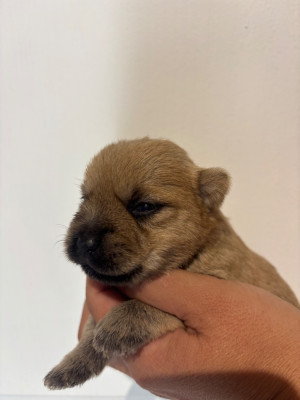 Chiot N°5