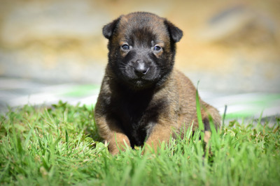CHIOT 7