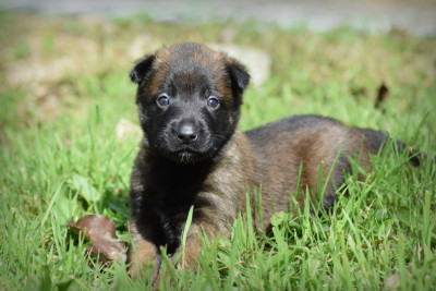 CHIOT 1
