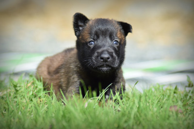 CHIOT 2