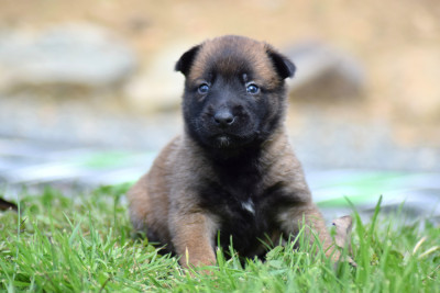 CHIOT 3