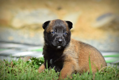 CHIOT 4