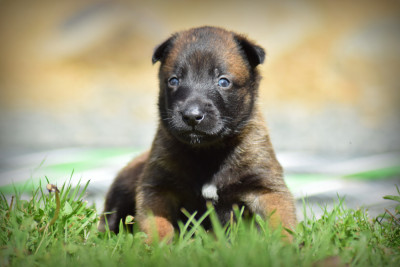 CHIOT 5