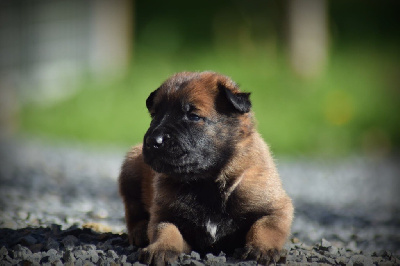 CHIOT