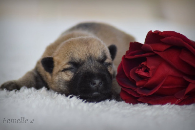 CHIOT