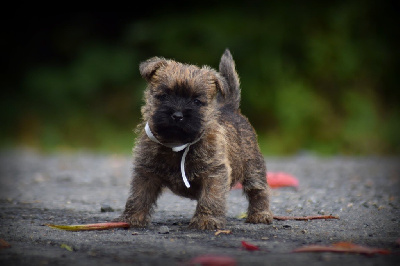 CHIOT