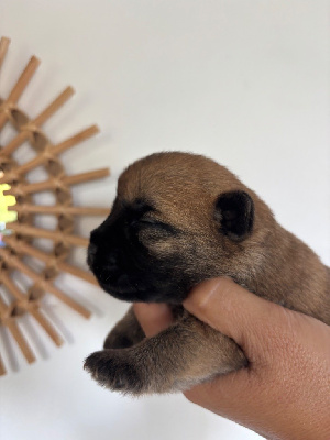 CHIOT
