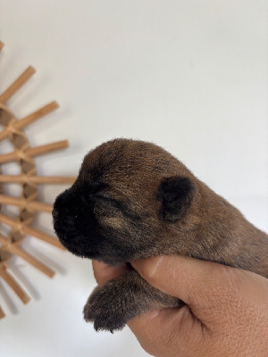CHIOT