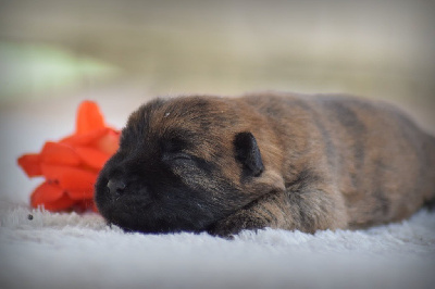 CHIOT