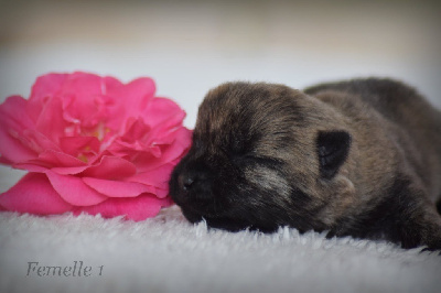CHIOT