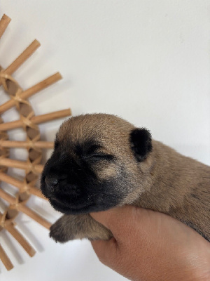 CHIOT