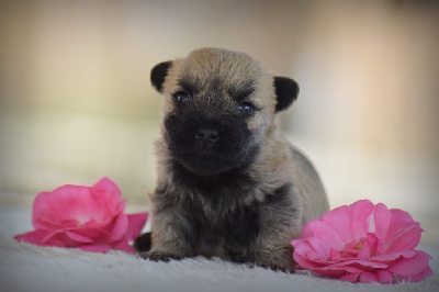 CHIOT