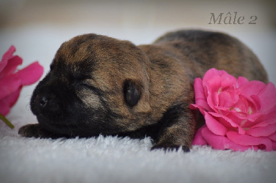 CHIOT