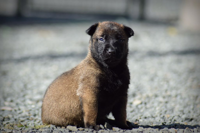 CHIOT