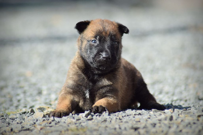 CHIOT