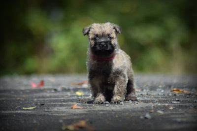 CHIOT