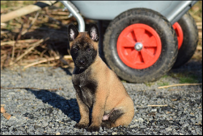 CHIOT