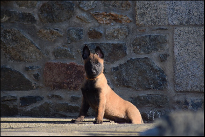 CHIOT