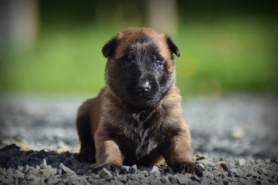 CHIOT
