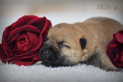 CHIOT