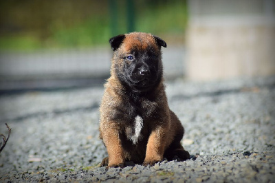 CHIOT
