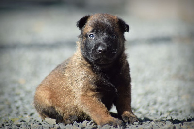 CHIOT