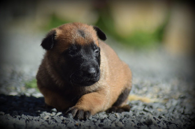 CHIOT