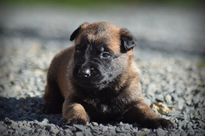 CHIOT