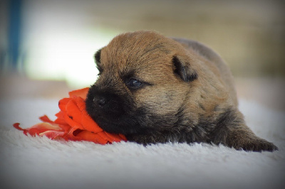 CHIOT