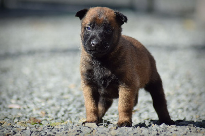 CHIOT