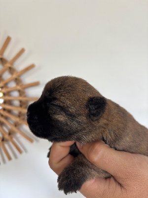 CHIOT
