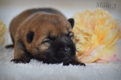 CHIOT