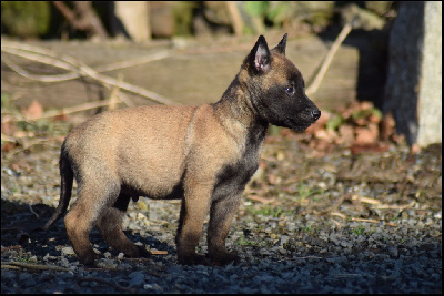 CHIOT