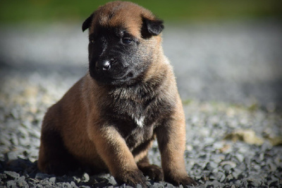 CHIOT
