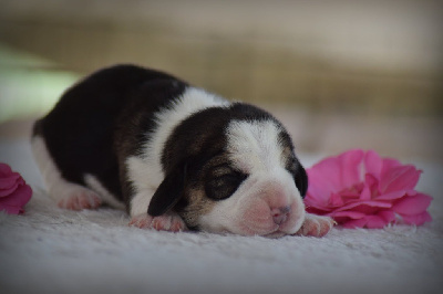 CHIOT