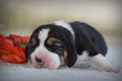 CHIOT