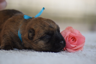 CHIOT